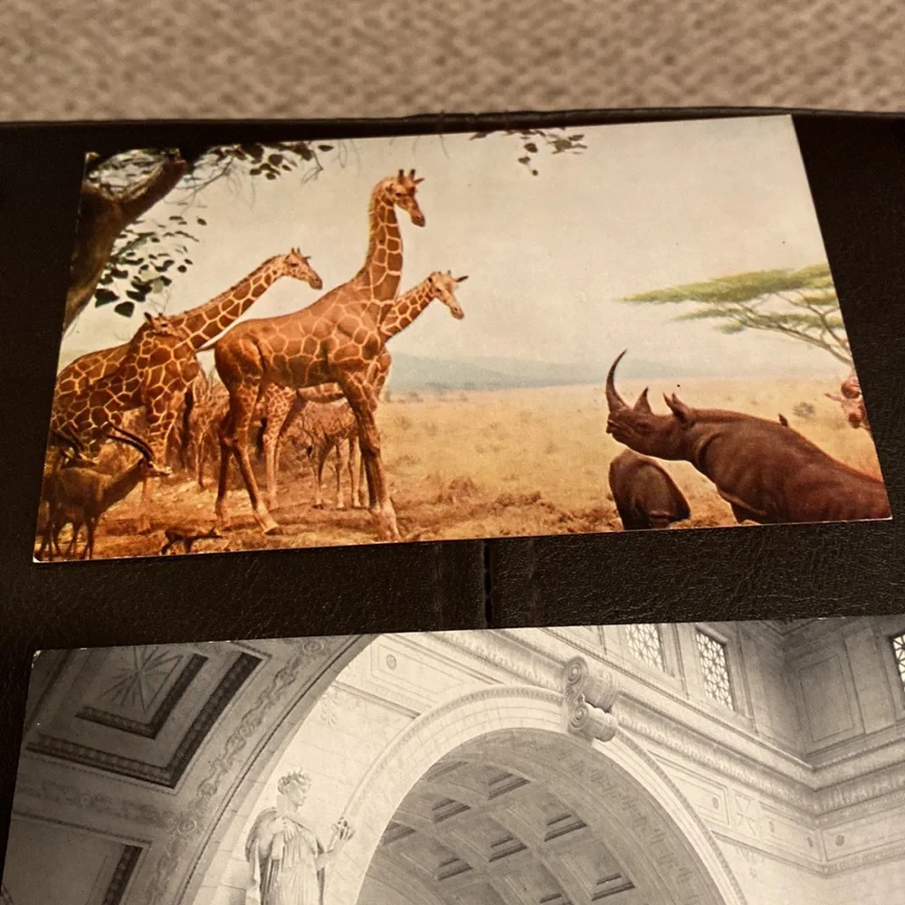 9 Vintage postcards of Chicago. 6 are of the natural history museum circa 1940